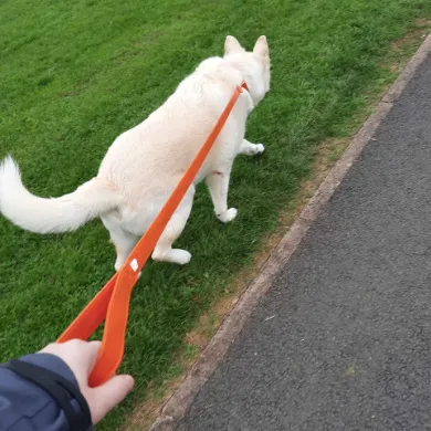 Pumpkin Leash